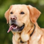 8 Characteristics of Labrador Dogs